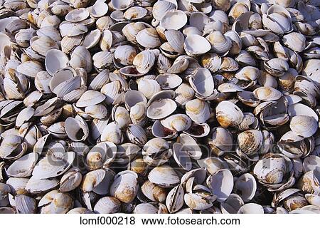 Clam shells View Large Photo Image Stock Photo - Clam shells. Fotosearch