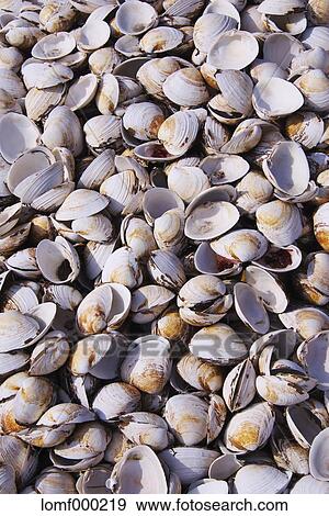 Clam shells View Large Photo Image Stock Photo - Clam shells. Fotosearch