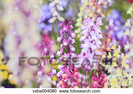 Clovenlip Toadflax View Large Photo Image Stock Image - Clovenlip Toadflax. Fotosearch