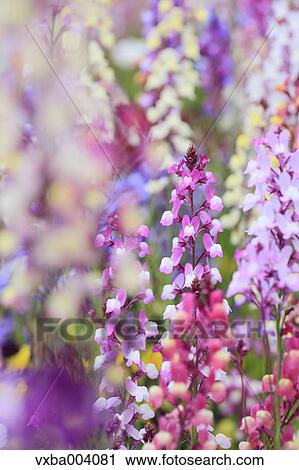 Clovenlip Toadflax View Large Photo Image Stock Image - Clovenlip Toadflax. Fotosearch