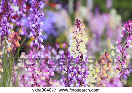 Clovenlip Toadflax View Large Photo Image Stock Photo - Clovenlip Toadflax. Fotosearch