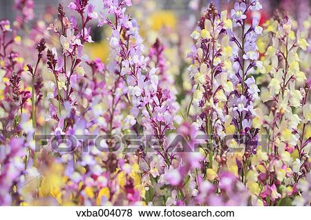 Clovenlip Toadflax View Large Photo Image Stock Photo - Clovenlip Toadflax. Fotosearch