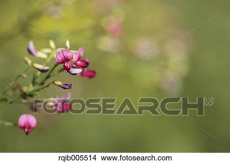 Clover View Large Photo Image Picture - Clover. Fotosearch