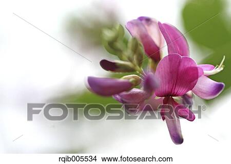 Clover View Large Photo Image Picture - Clover. Fotosearch