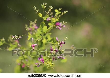 Clover View Large Photo Image Stock Image - Clover. Fotosearch