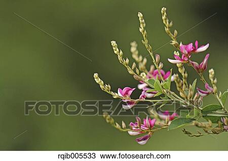 Clover View Large Photo Image Stock Image - Clover. Fotosearch