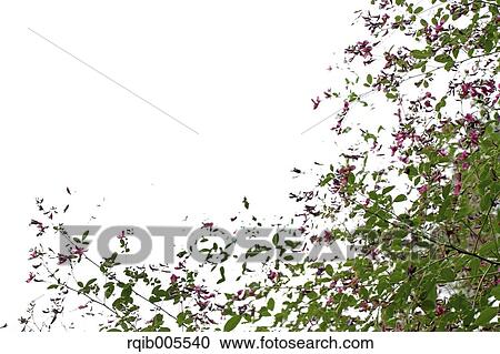Clover View Large Photo Image Stock Image - Clover. Fotosearch