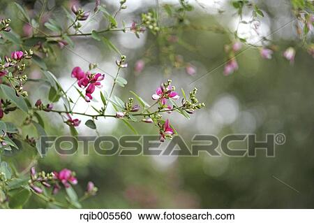 Stock Image - Clover. Fotosearch
