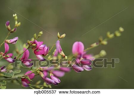 Stock Photo - Clover. Fotosearch