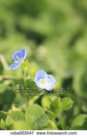 Clover View Large Photo Image Stock Photo - Clover. Fotosearch