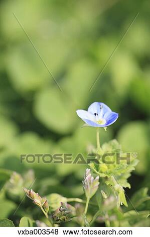 Clover View Large Photo Image Stock Photo - Clover. Fotosearch