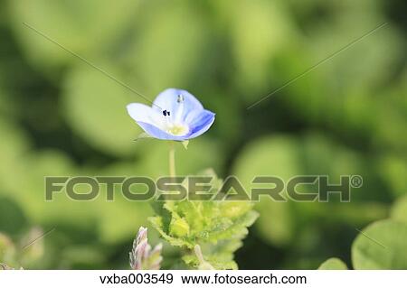 Clover View Large Photo Image Stock Photo - Clover. Fotosearch