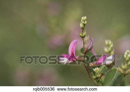 Clover View Large Photo Image Stock Photograph - Clover. Fotosearch