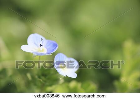 Clover View Large Photo Image Stock Photograph - Clover. Fotosearch