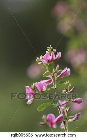 Clover View Large Photo Image Stock Photography - Clover. Fotosearch