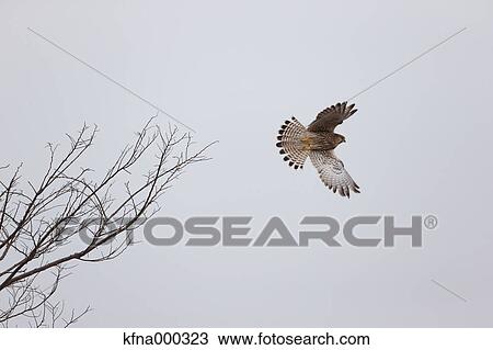 Common Kestrel View Large Photo Image Stock Image - Common Kestrel. Fotosearch