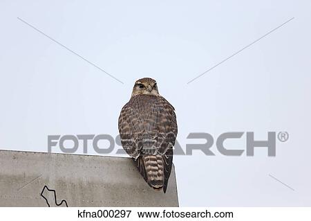 Common Kestrel View Large Photo Image Stock Photo - Common Kestrel. Fotosearch