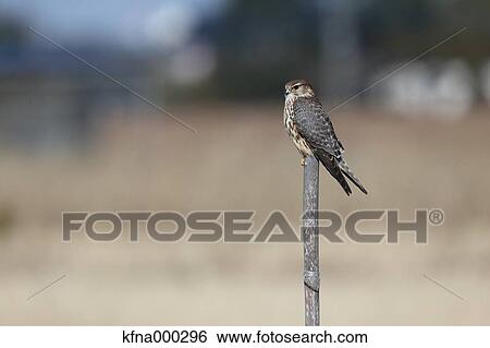 Common Kestrel View Large Photo Image Stock Photograph - Common Kestrel. Fotosearch