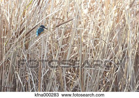 Common Kingfisher View Large Photo Image Stock Image - Common Kingfisher. Fotosearch
