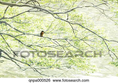 Common Kingfisher View Large Photo Image Stock Photograph - Common Kingfisher. Fotosearch
