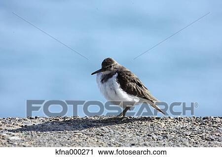 Stock Image - Common Sandpiper. Fotosearch