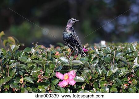 Common Starling View Large Photo Image Stock Photo - Common Starling. Fotosearch