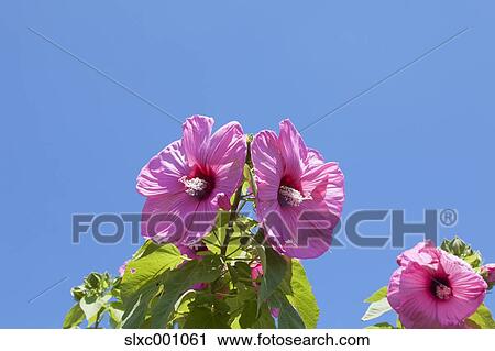 Confederate Rose View Large Photo Image Stock Image - Confederate Rose. Fotosearch