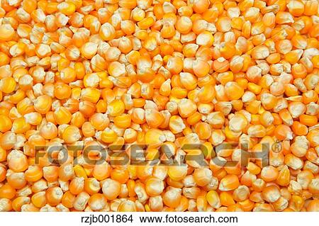 Corn View Large Photo Image Picture - Corn. Fotosearch