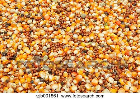 Stock Image - Corn. Fotosearch