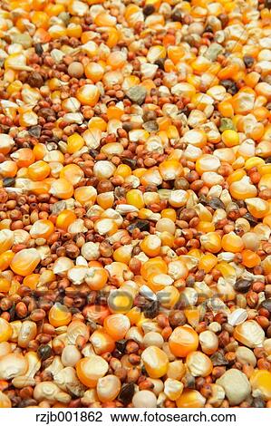 Corn View Large Photo Image Stock Image - Corn. Fotosearch