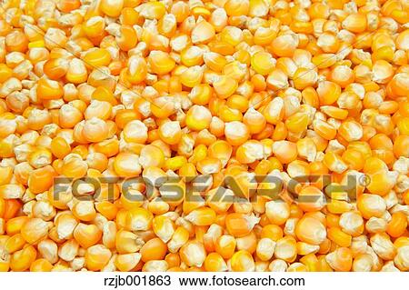 Stock Image - Corn. Fotosearch