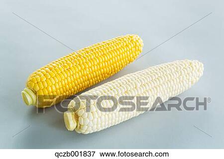 Corn View Large Photo Image Stock Photo - Corn. Fotosearch
