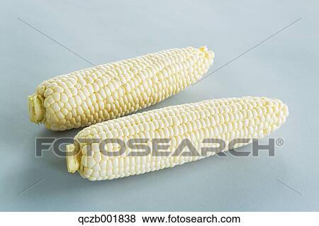 Stock Photo - Corn. Fotosearch
