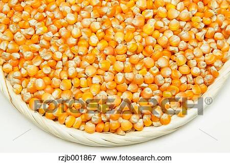 Stock Photo - Corn. Fotosearch