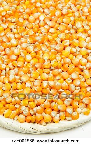 Stock Photo - Corn. Fotosearch