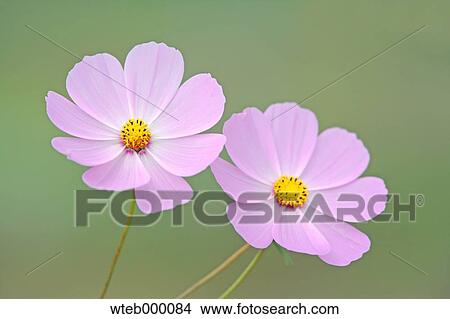 Cosmos View Large Photo Image Picture - Cosmos. Fotosearch