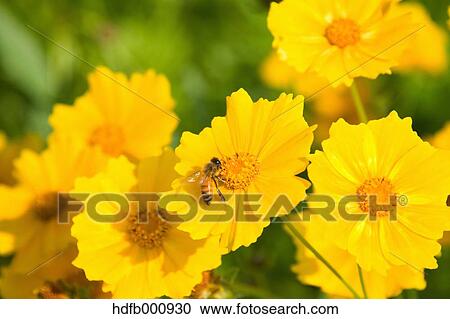 Stock Image - Cosmos. Fotosearch