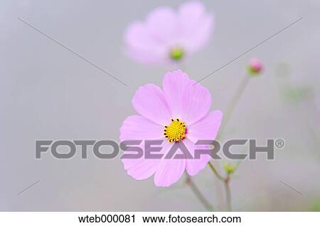 Cosmos View Large Photo Image Stock Image - Cosmos. Fotosearch