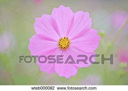 Cosmos View Large Photo Image Stock Image - Cosmos. Fotosearch