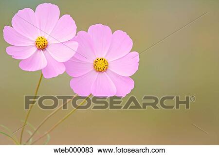 Cosmos View Large Photo Image Stock Image - Cosmos. Fotosearch
