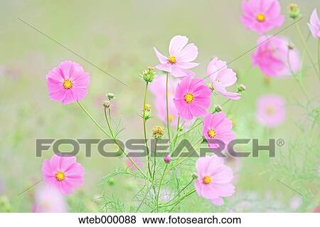 Cosmos View Large Photo Image Stock Photo - Cosmos. Fotosearch