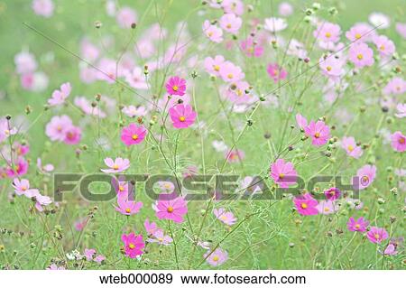 Cosmos View Large Photo Image Stock Photo - Cosmos. Fotosearch