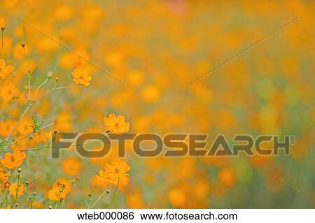 Cosmos View Large Photo Image Stock Photograph - Cosmos. Fotosearch
