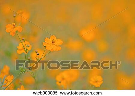 Cosmos View Large Photo Image Stock Photography - Cosmos. Fotosearch