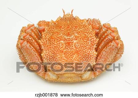 Crab View Large Photo Image Stock Photo - Crab. Fotosearch