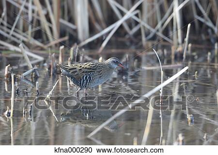 Crake View Large Photo Image Stock Image - Crake. Fotosearch