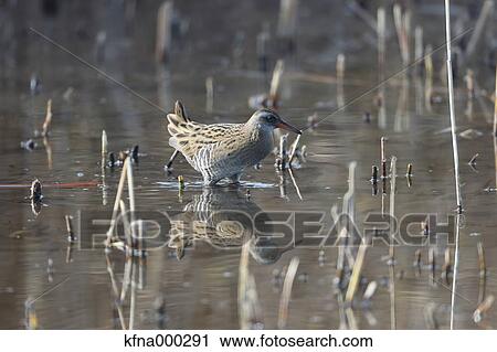 Crake View Large Photo Image Stock Image - Crake. Fotosearch