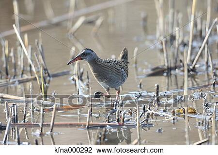 Stock Image - Crake. Fotosearch