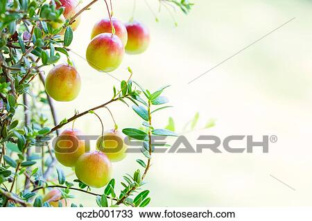 Cranberries View Large Photo Image Stock Image - Cranberries. Fotosearch