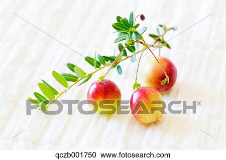 Cranberries View Large Photo Image Stock Image - Cranberries. Fotosearch